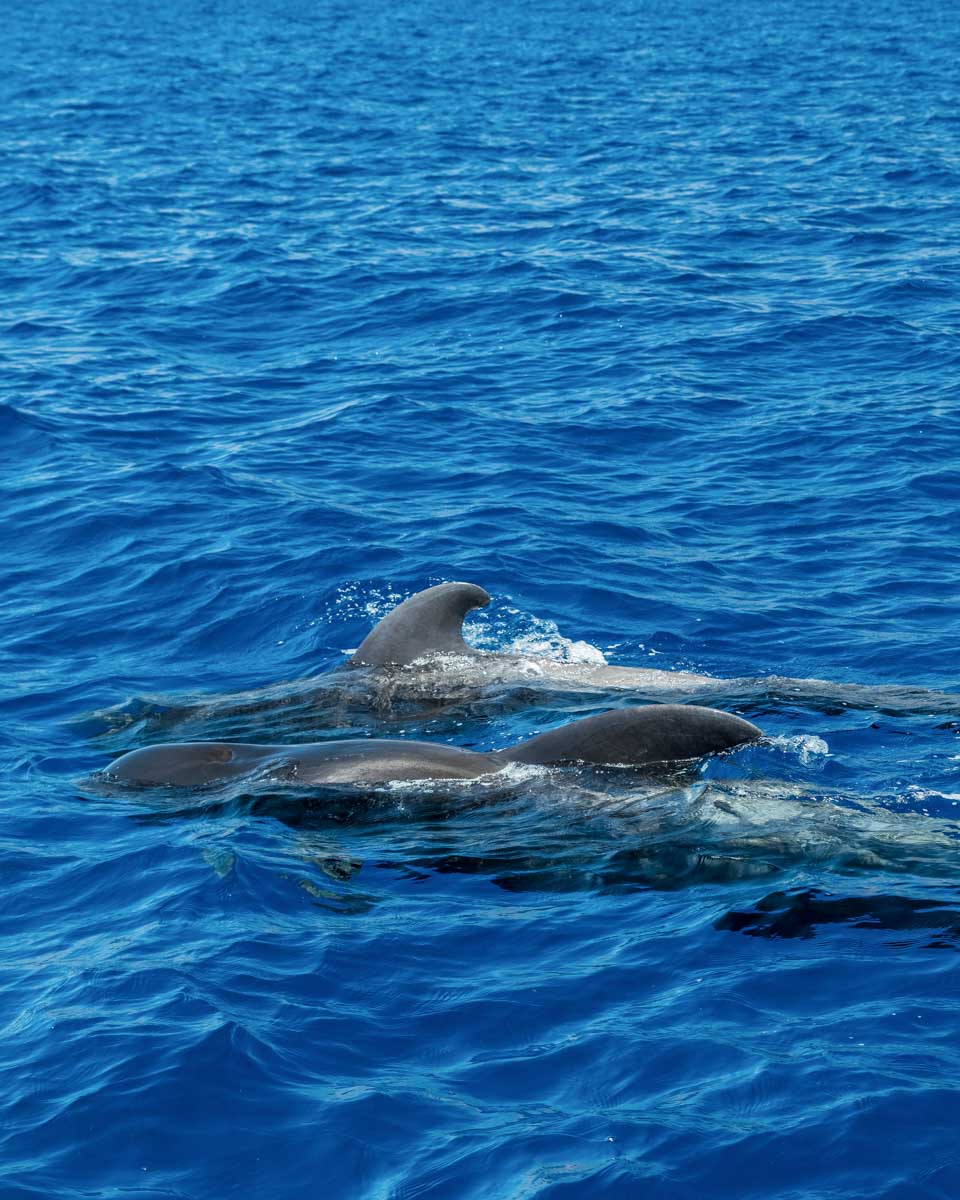 Pilot Whales seen on a tour from Madeira Portugal