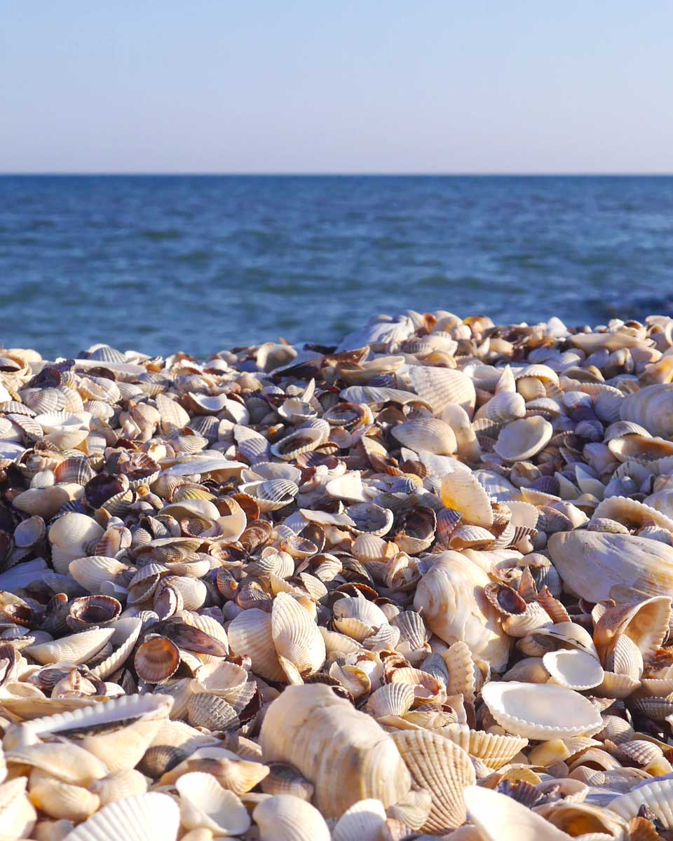 Shells seen on an island during a wildlife tour from Naples Florida
