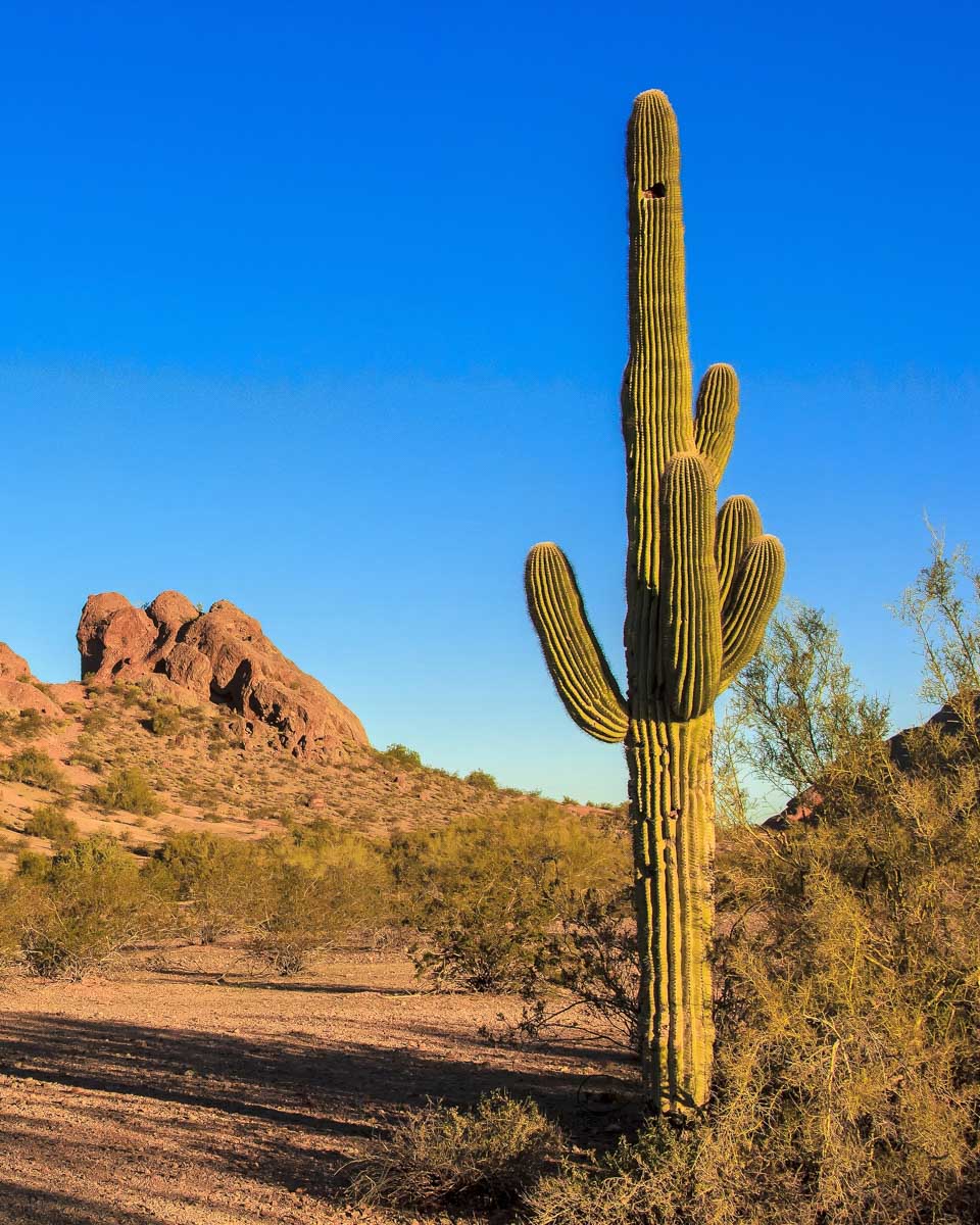 Sonoran Desert seen on an ATV tour from Phoenix Arizona