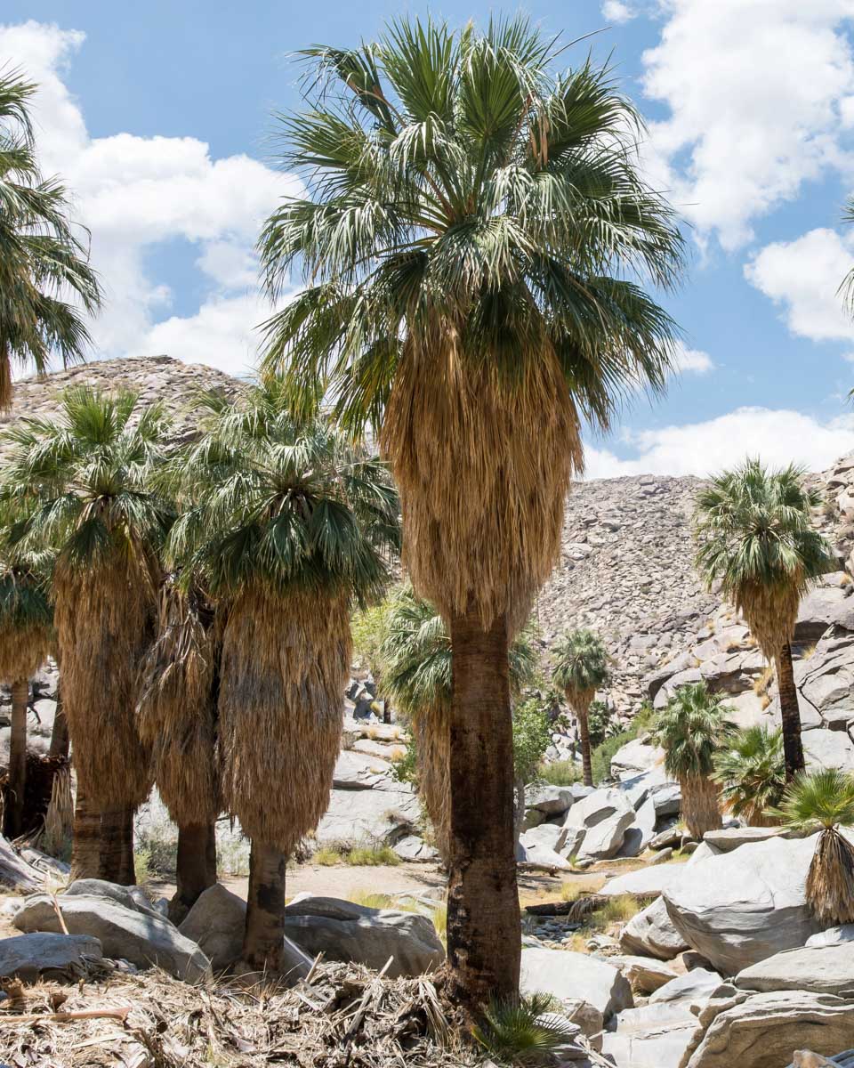 The Indian Canyon seen on a tour in Palm Springs California