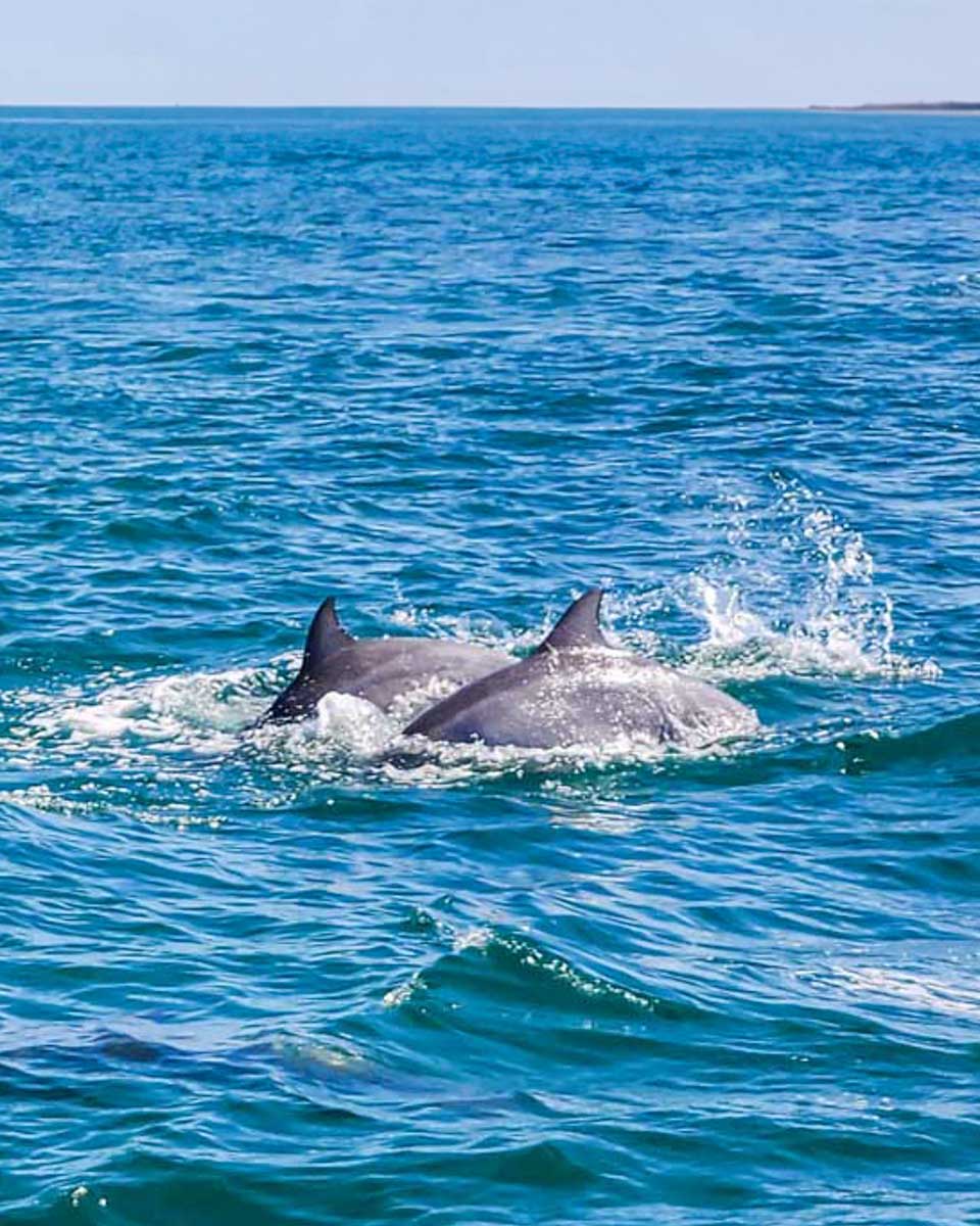 Two-dolphins-swim-on a tour from Albufeira Portugal