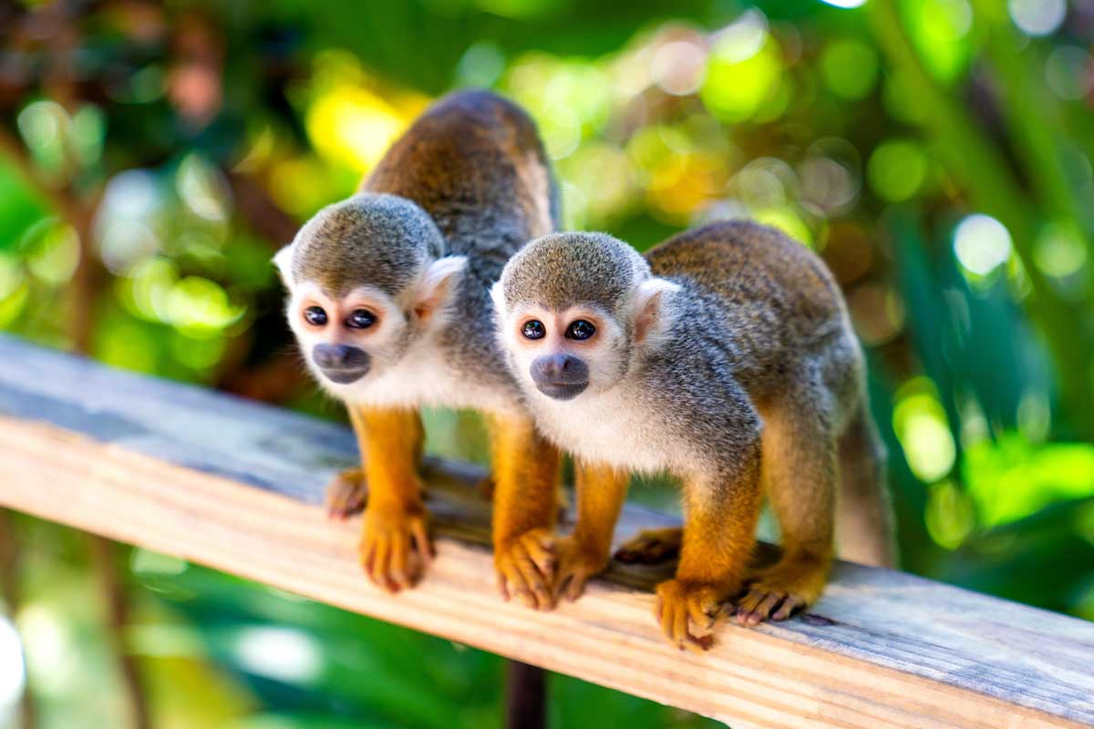 Two monkeys sit on a railing in Punta Cana Dominican Republic