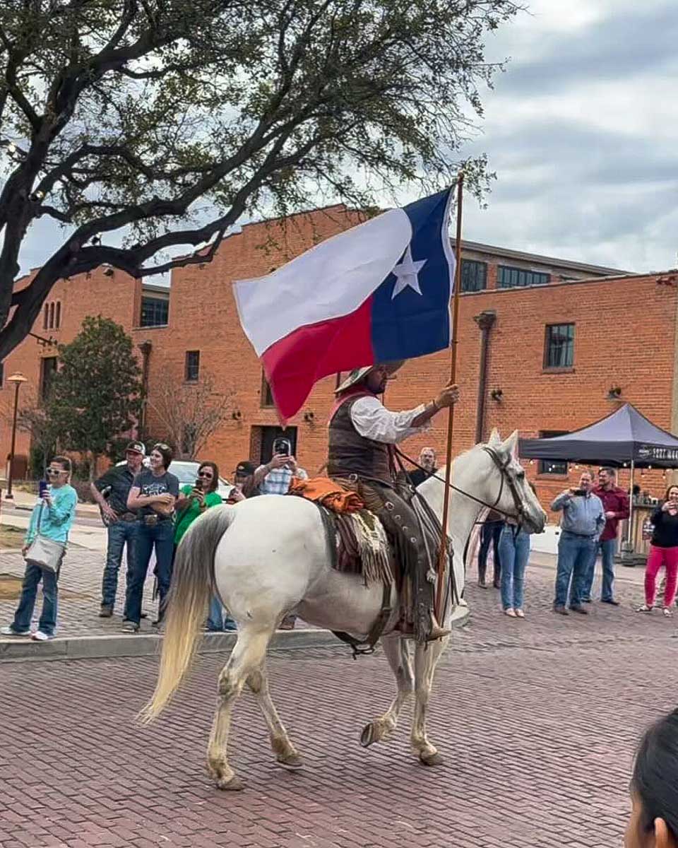 fortworthstockyards long horn coming down the street seen ona tour from Dallas Texas