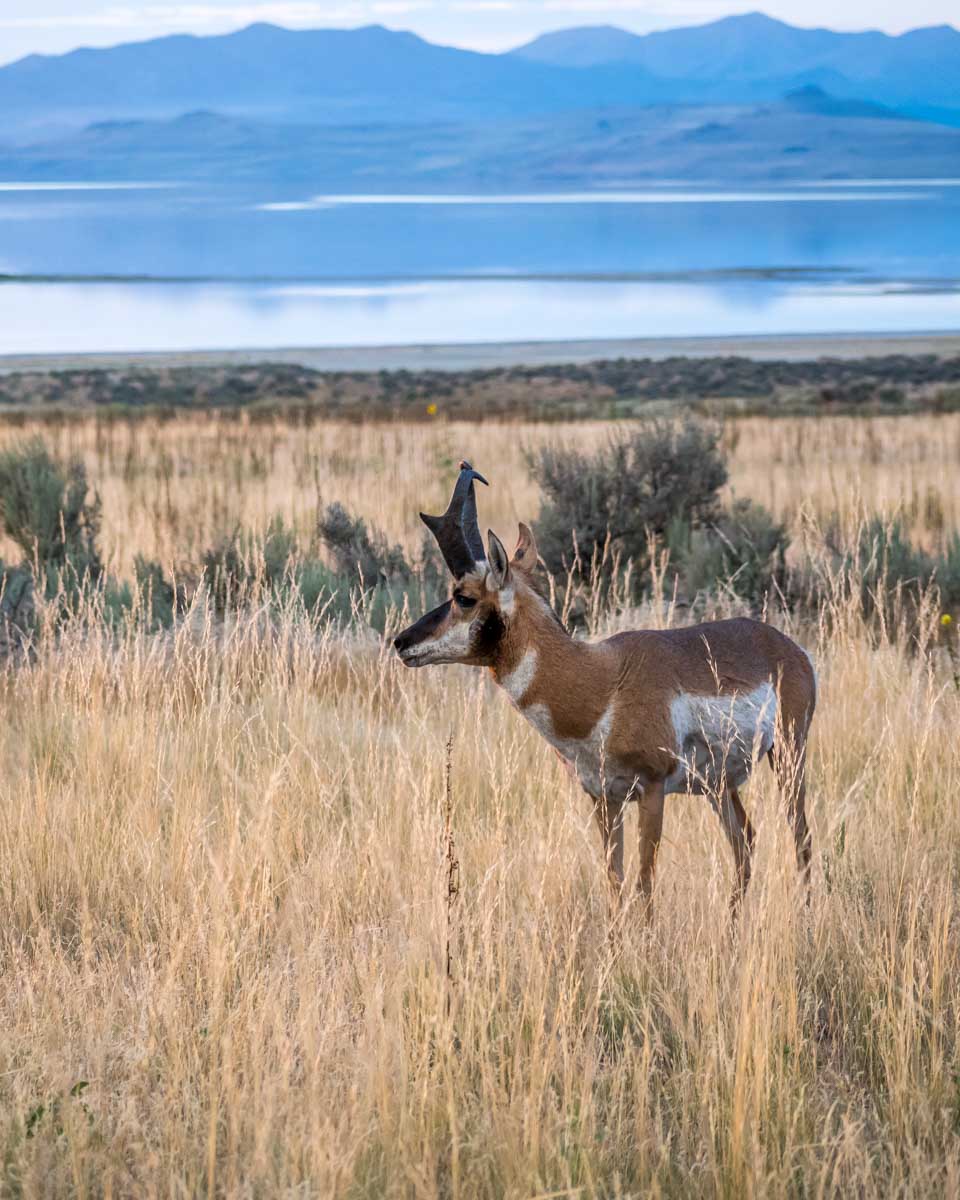 A Pronghorn on Antelope Island seen on a tour from Salt Lake City Utah