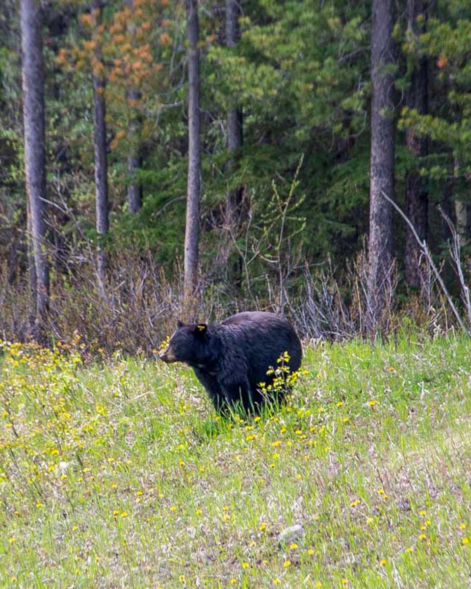 A-black-bear-eats-grass-on a tour from Whistler British Colombia