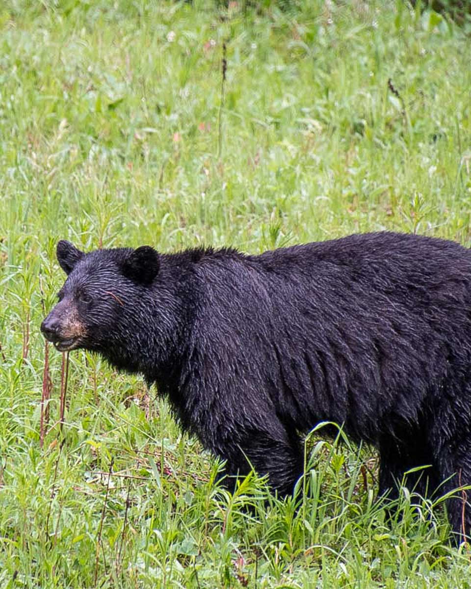A black bear seen on a tour to the Grand Tetons from Jackson Hole Wyoming
