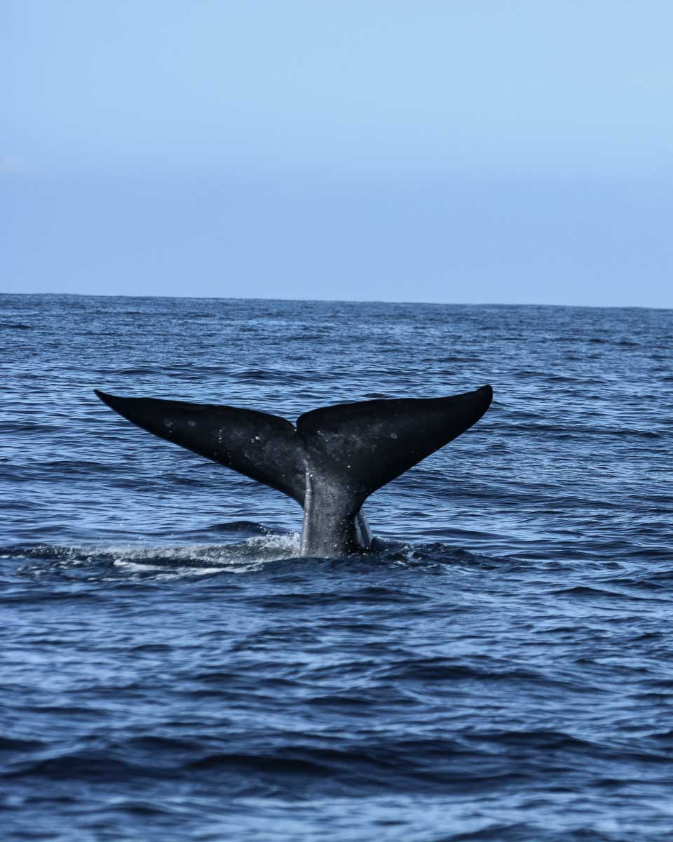 A-blue-whale-tail-on-a-whale-watching-tour from Quebec City Quebec