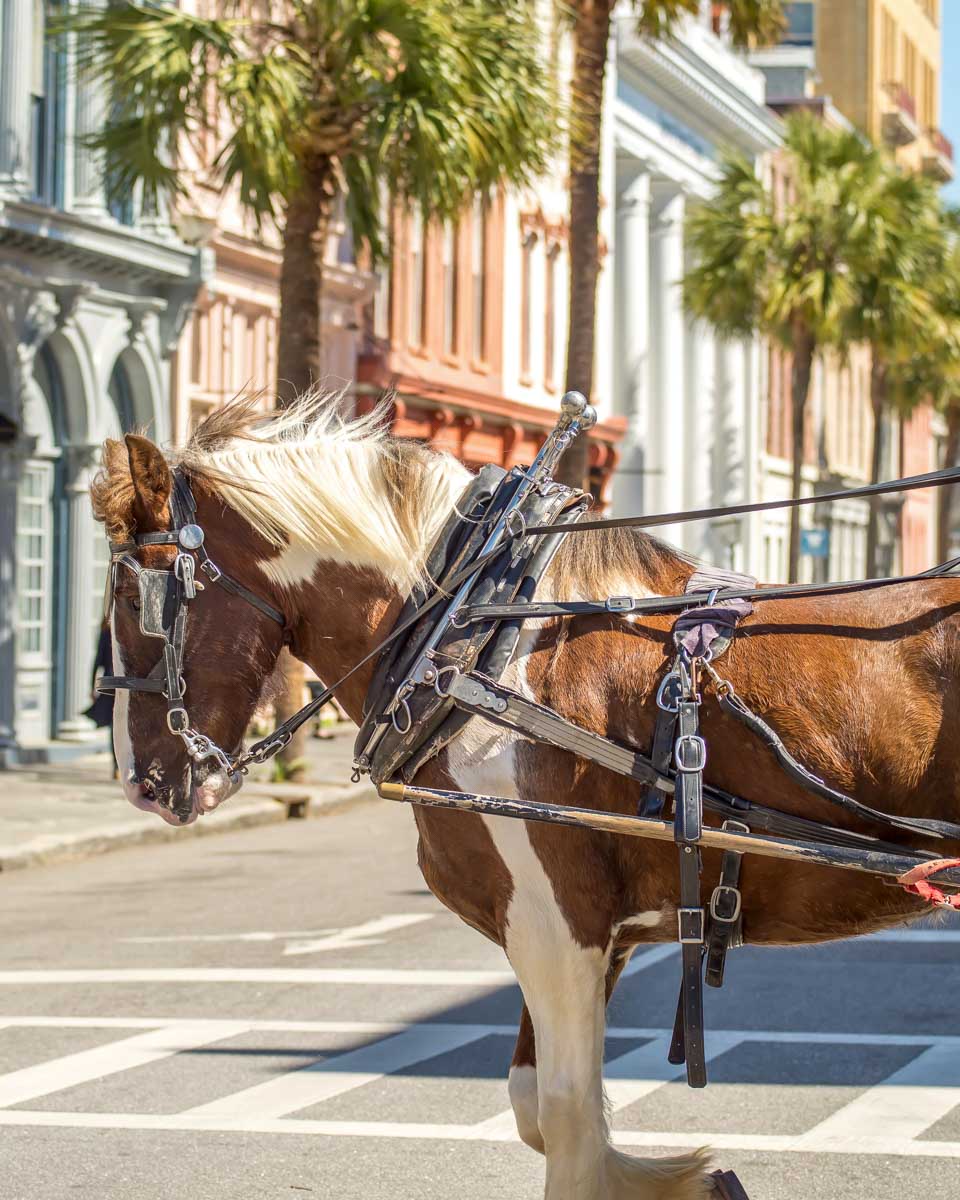 A horse and carriage seen on a history tour of Charleston South Carolina 2
