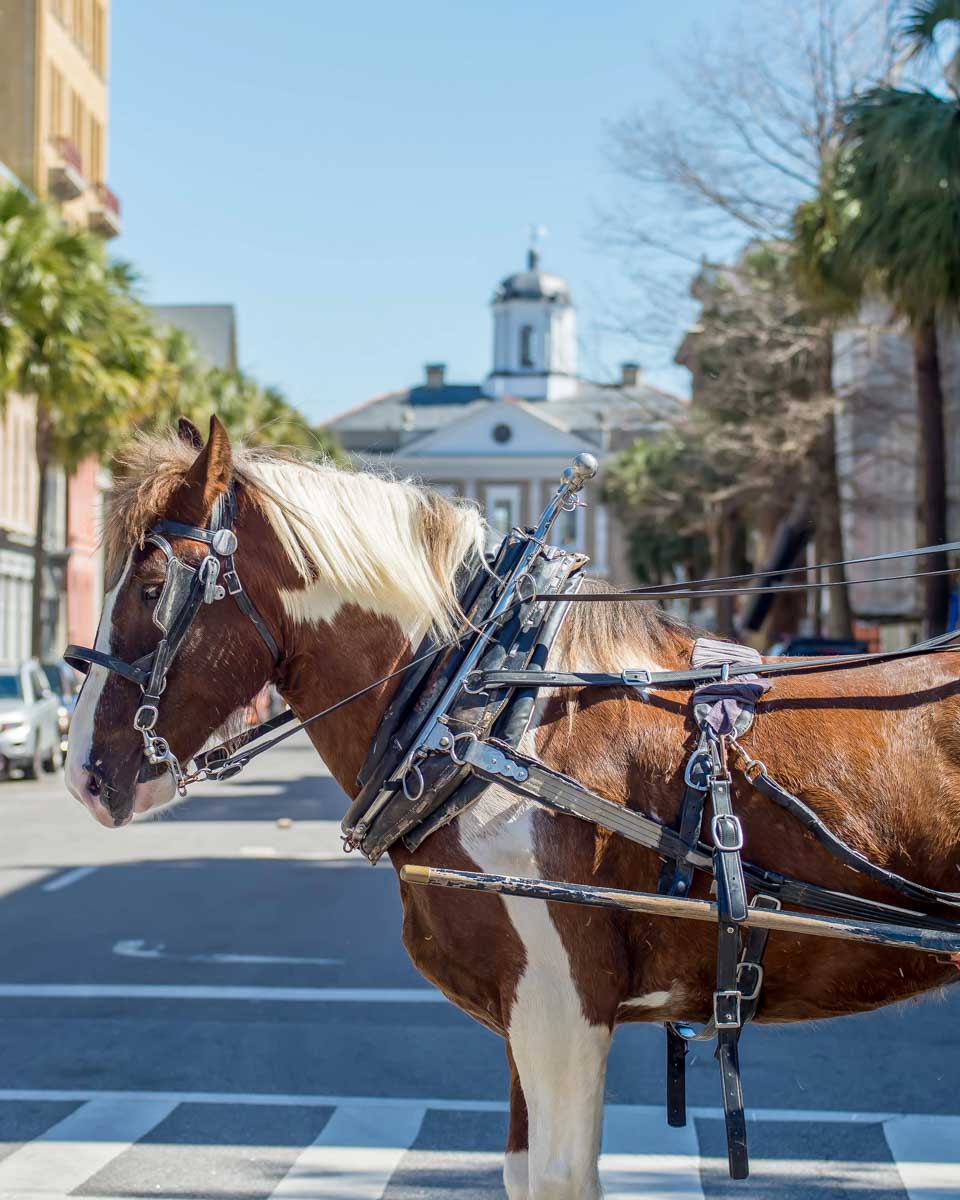 A horse and carriage seen on a history tour of Charleston South Carolina