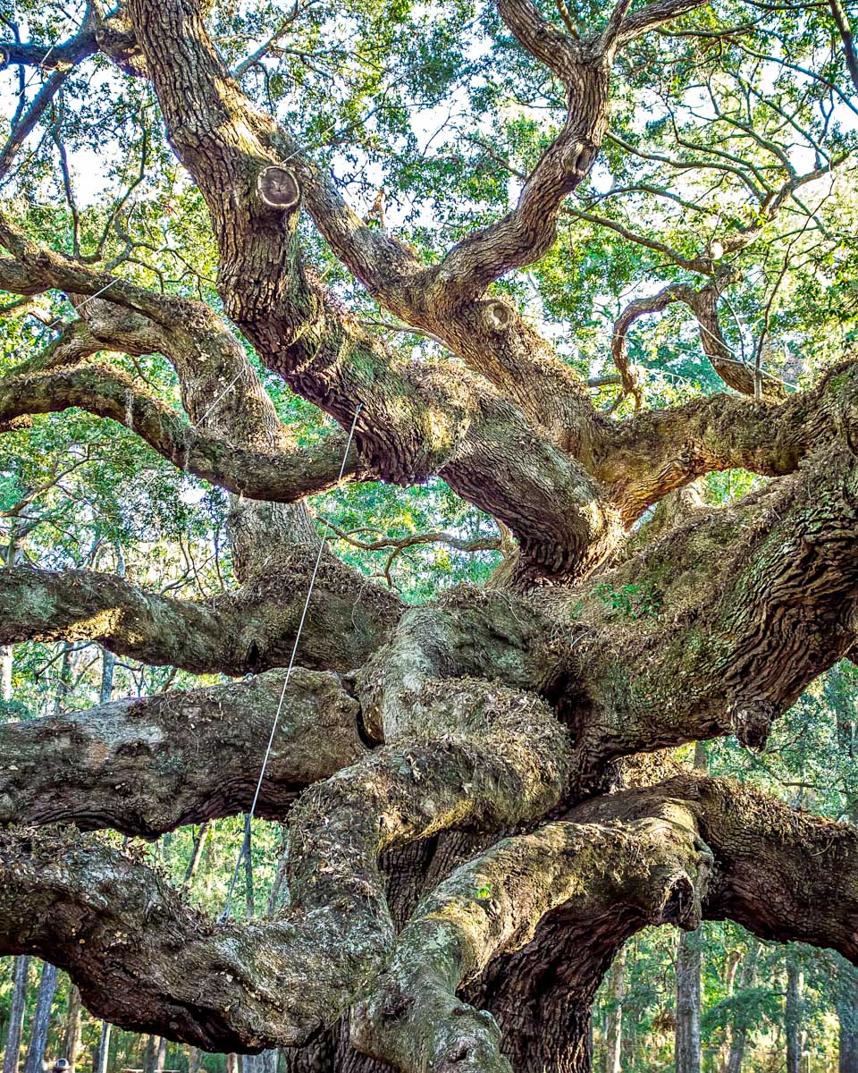 A large tree in the Wormsloe State Historic Site in Savannah Georgia