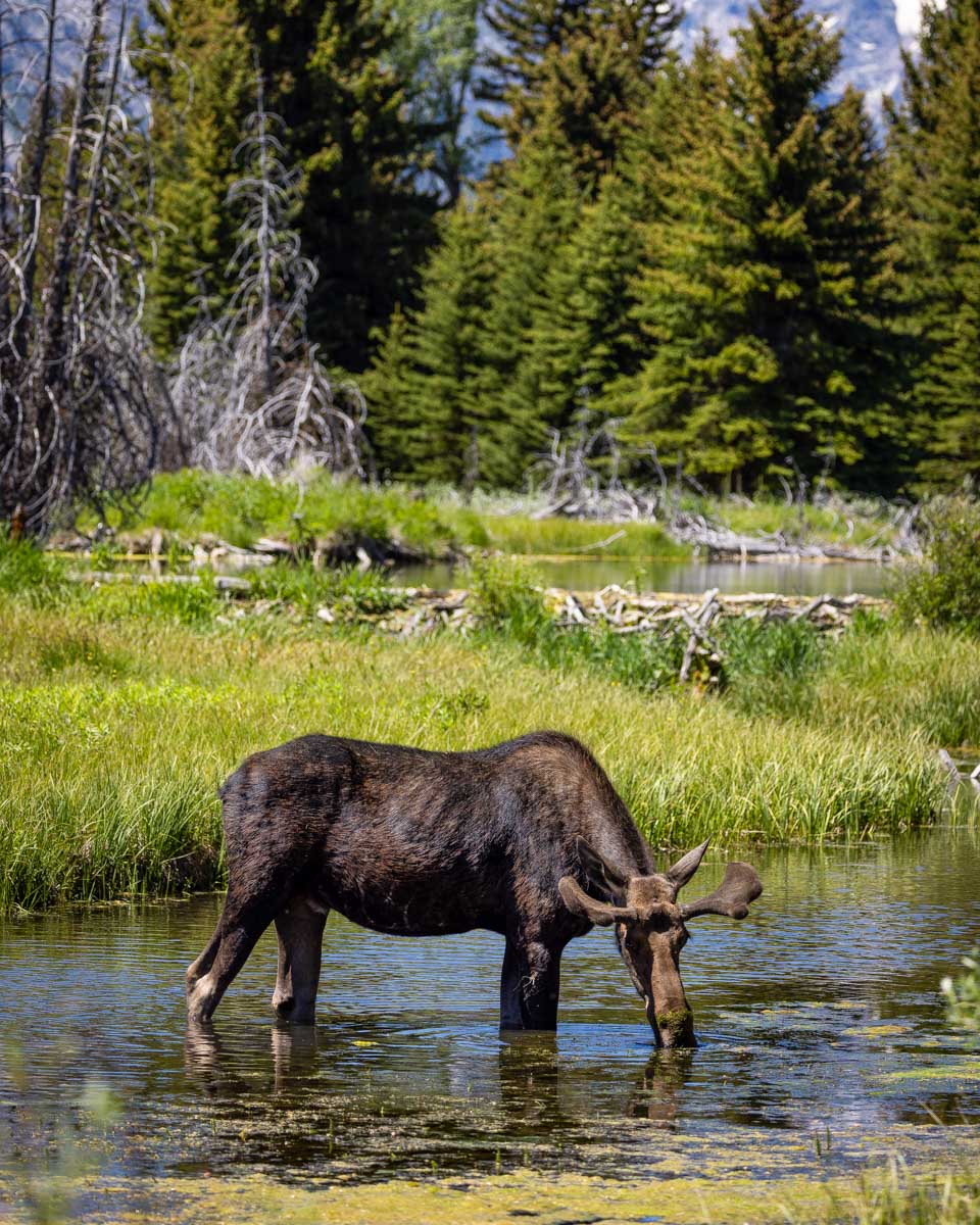 A moose near the bank of Snake River on a tour from Jackson Hole Wyoming