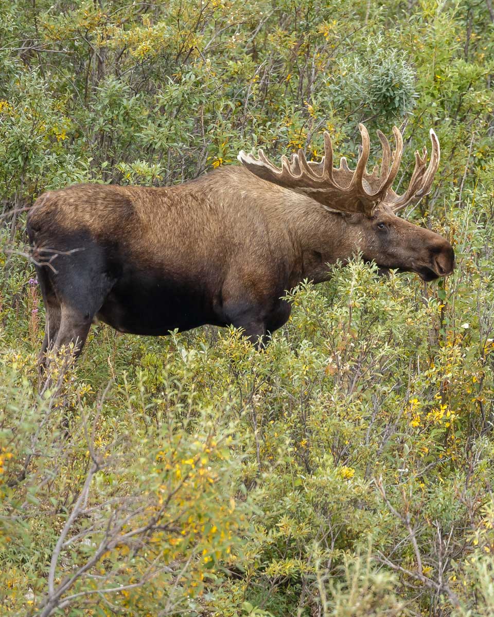 A-moose-seen in the Grand Tetons on a tour from Jackson Hole Wyoming