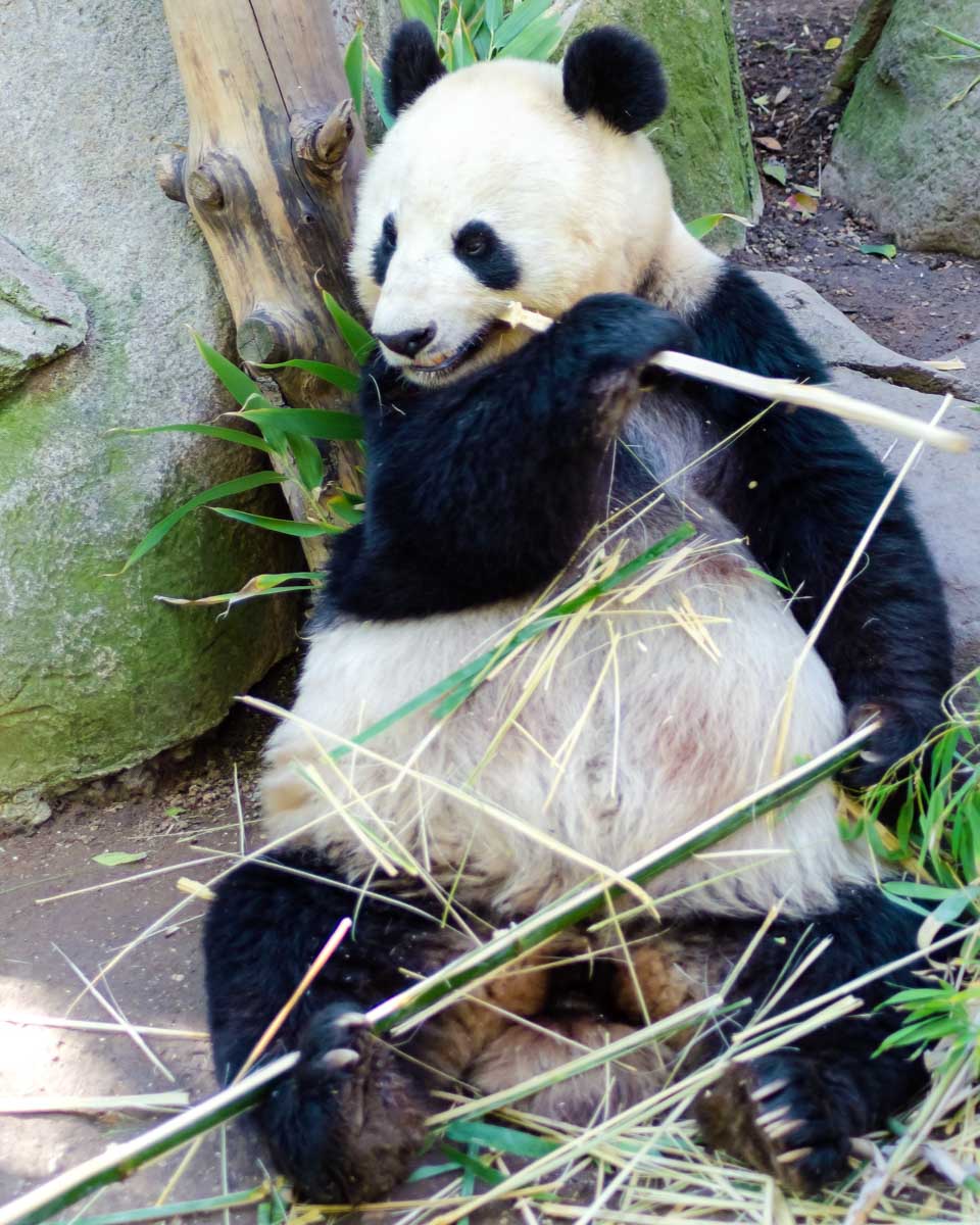 A panda eats bamboo at the San Diego Zoo