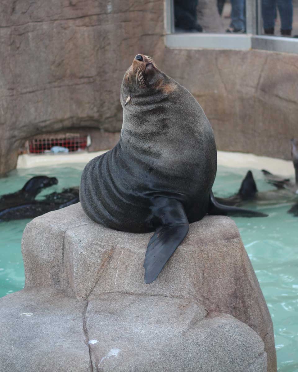 A seal poses for a photo at the San Diego Zoo