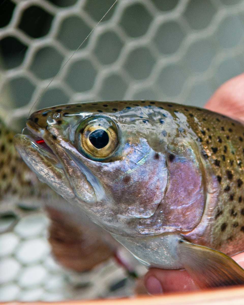 A trout caught on a fishing tour in Jackson Hole Wyoming