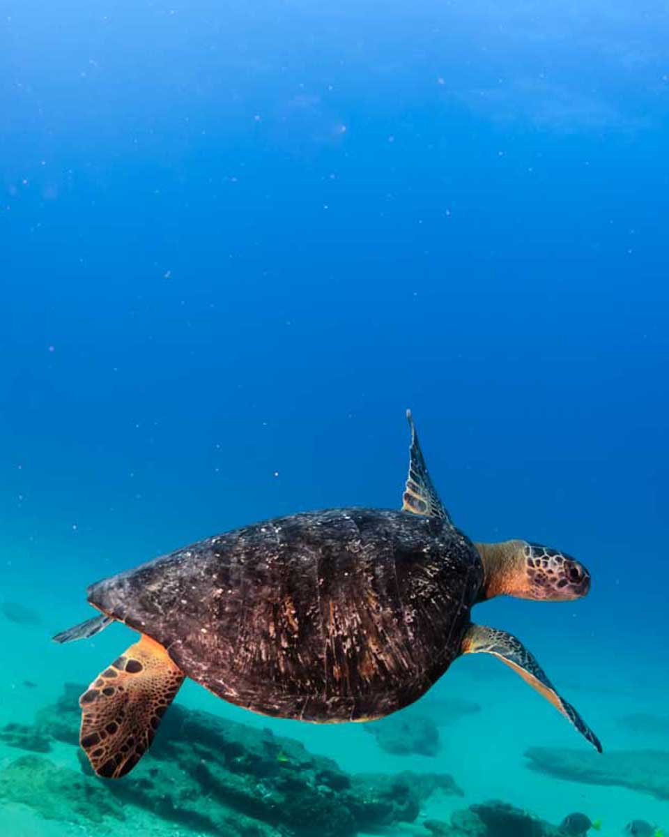 A-turtle-swims-past-while-scuba-diving-in-Lanzarote Canary Islands