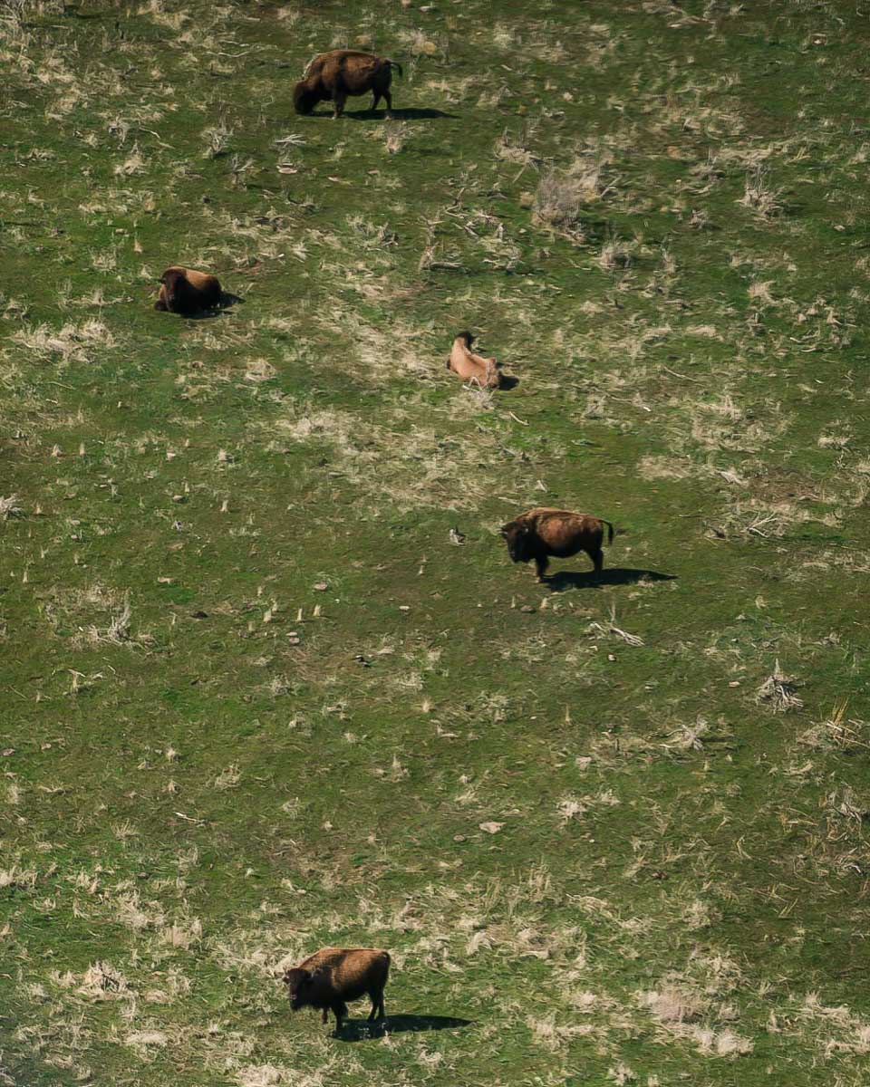 Buffalo seen from above on a flight in Salt Lake City Utah
