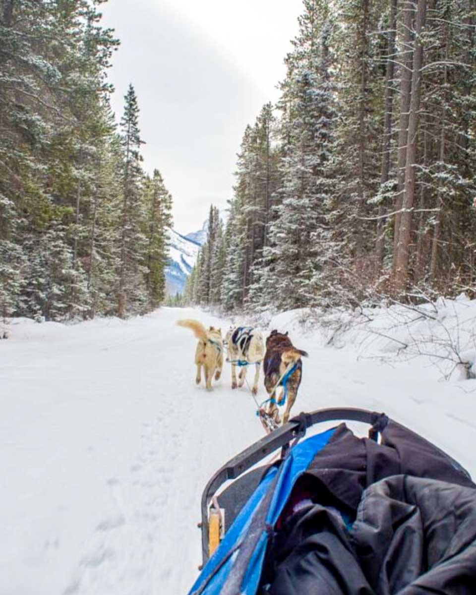 Dog sledding in Fairbanks Alaska
