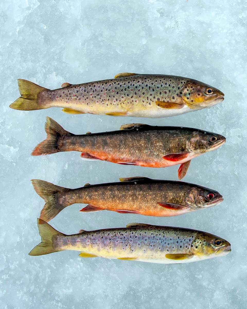 Fish caught on an ice fishing tour from Fairbanks Alaska