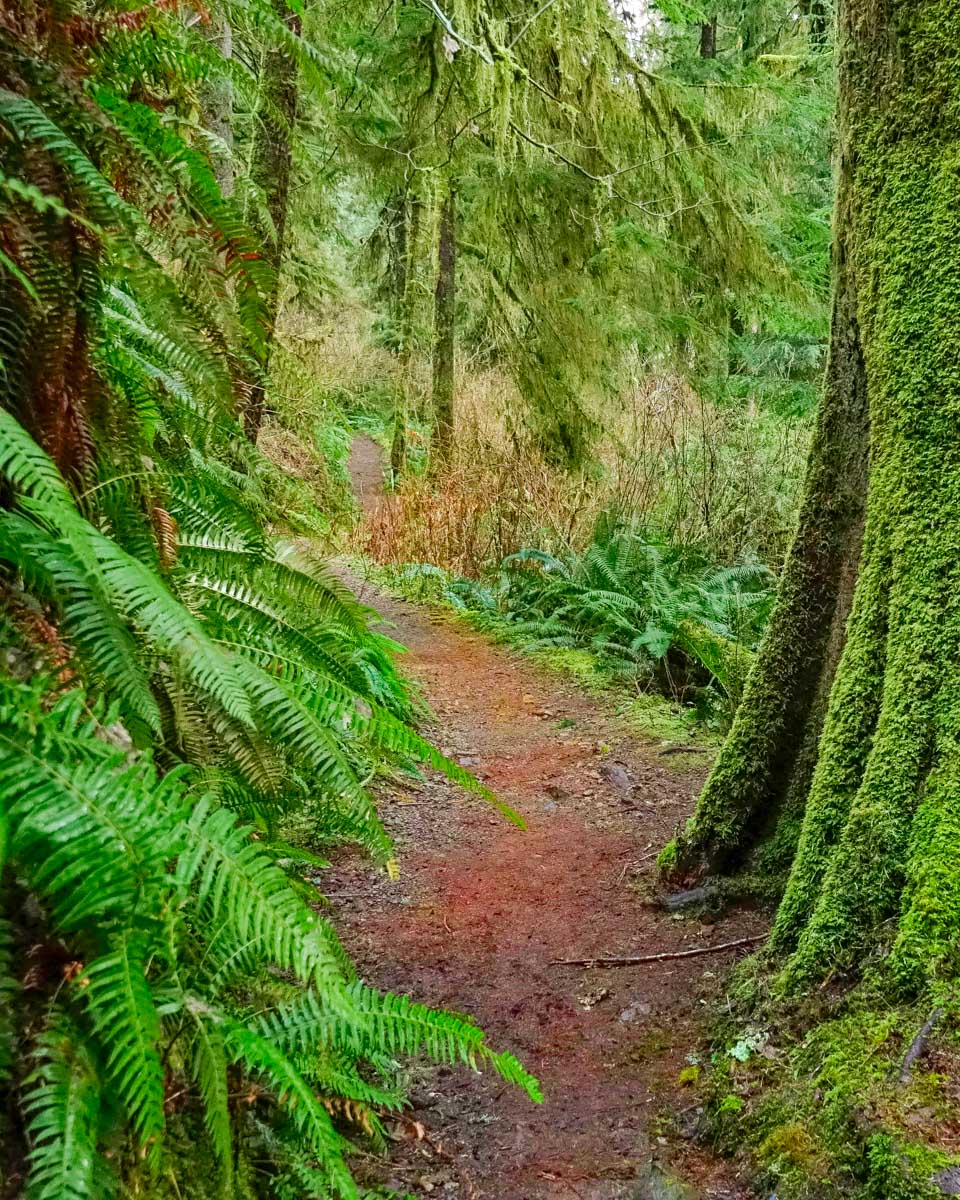 Olympic National Park trail seen on a tour from Seattle Washington