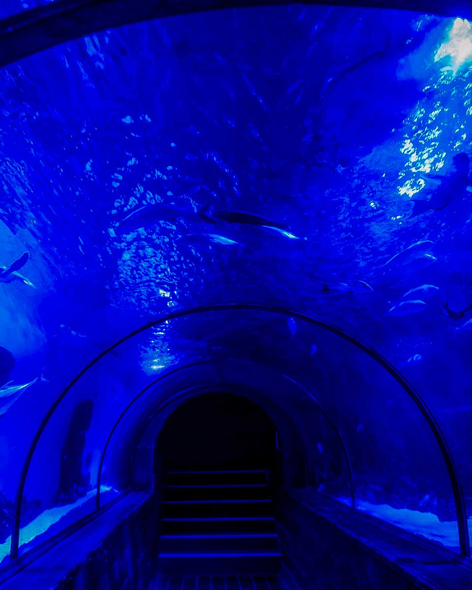 The Sea Life Aquarium glass tube in Minneapolis Minnesota