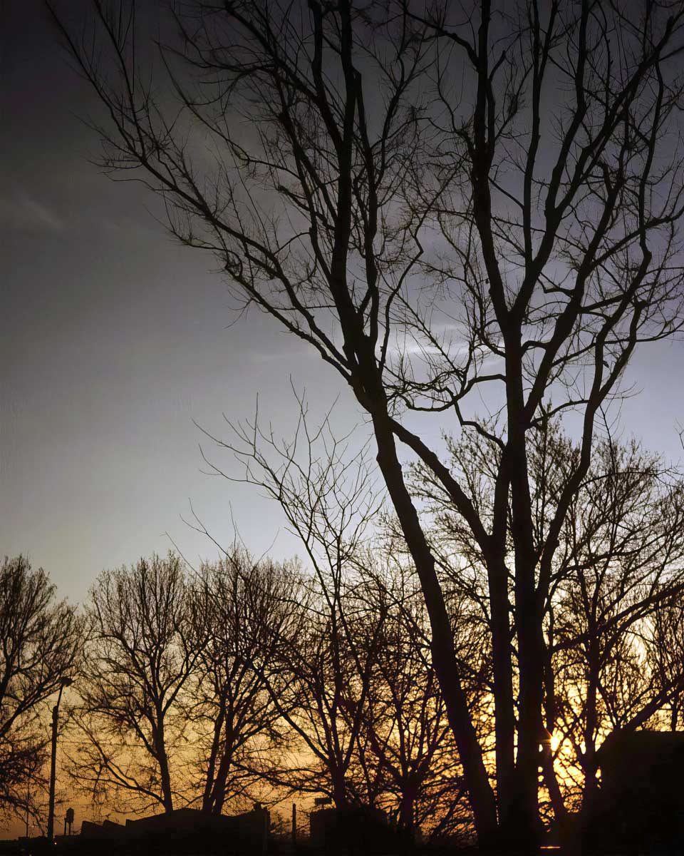Trees seen at night on a ghose tour in Minneapolis Minnesota