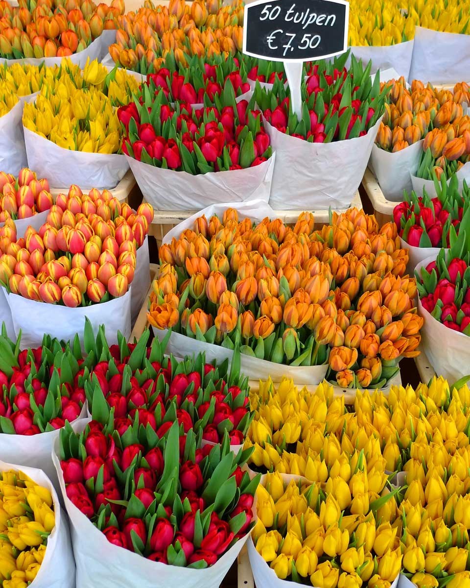 Tulips being sold at a market in Amsterdam