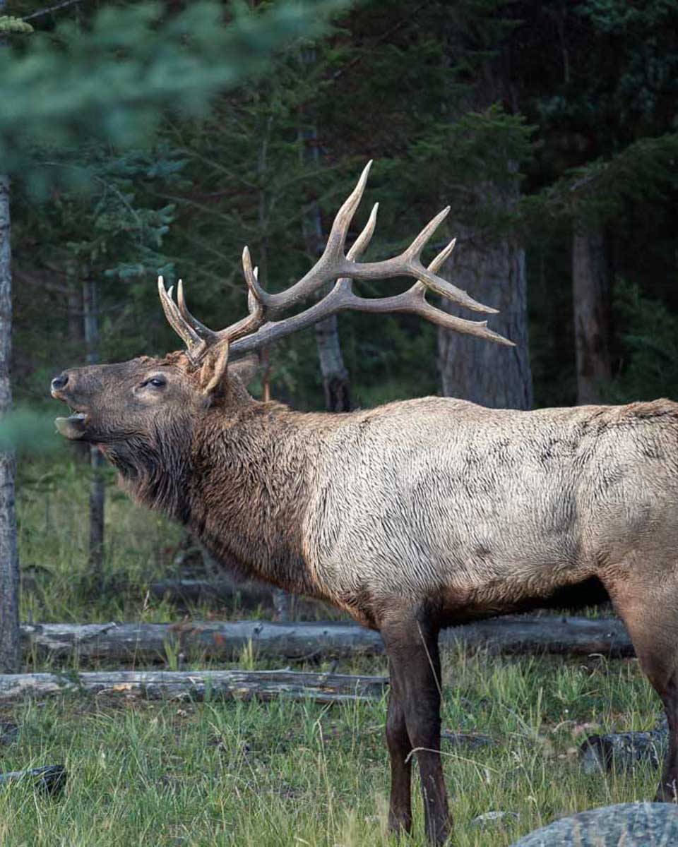 A-Rocky Mountain Elk seen on a wildlife tour from Jasper