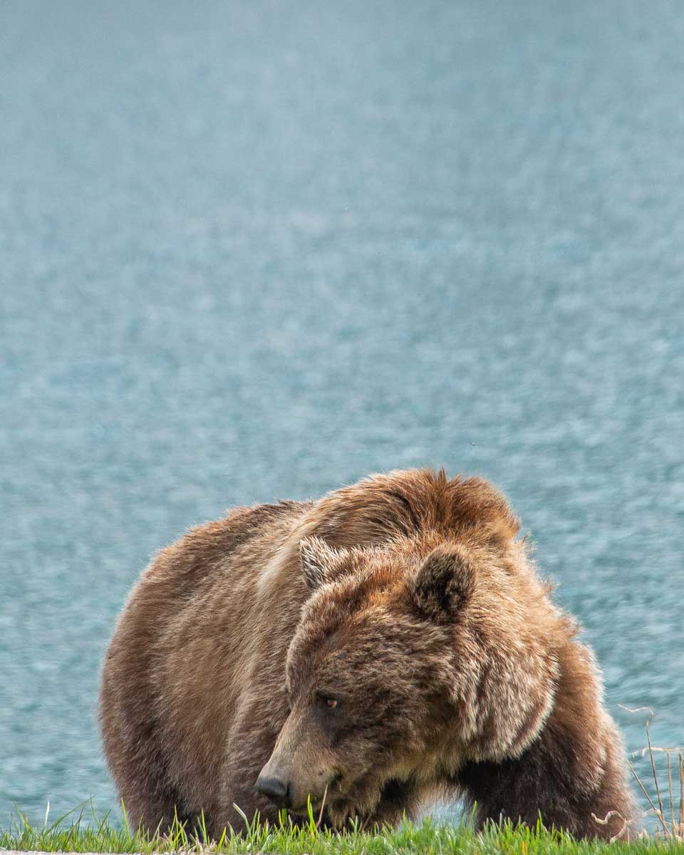 A-grizzly-bear-eats-grass-near-Canmore-Alberta on a tour of the icefields parkway