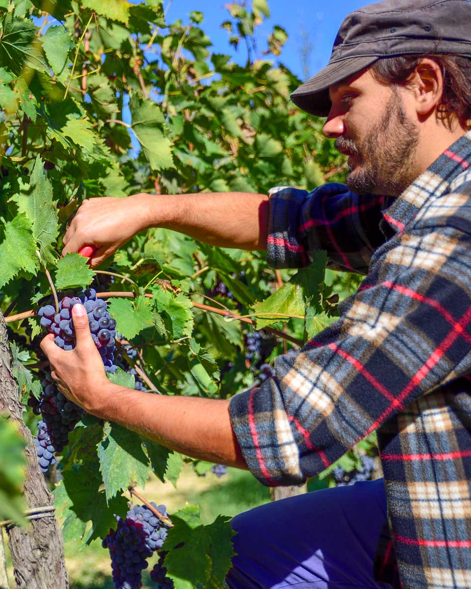 A guide showing how grapes are harvested on a wine tour from Napa California