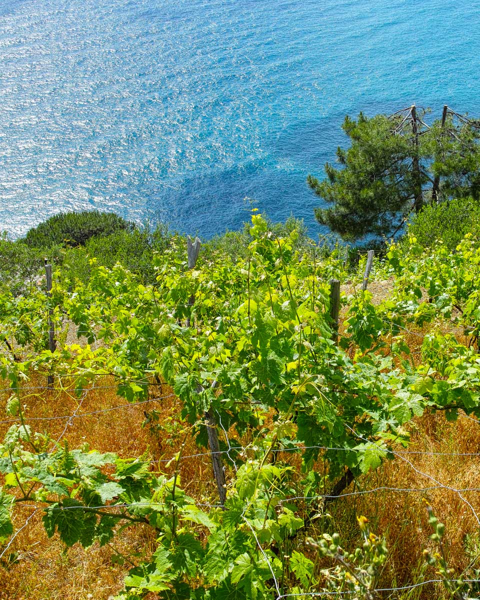 A vineyard seen on a pesto making and wine tour in Cinque Terre Italy