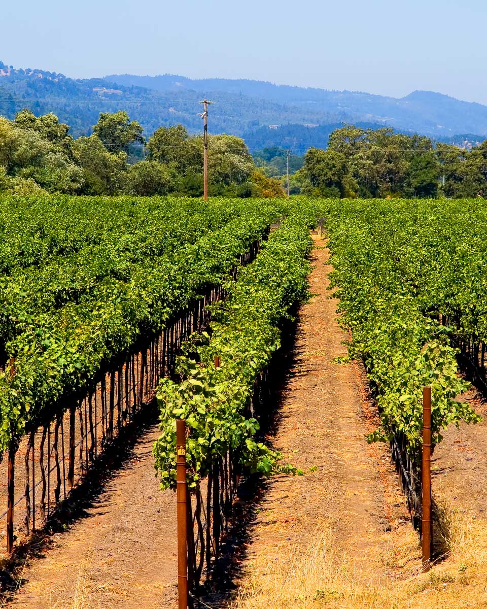 A vineyard seen on a wine and biking tour from Napa California