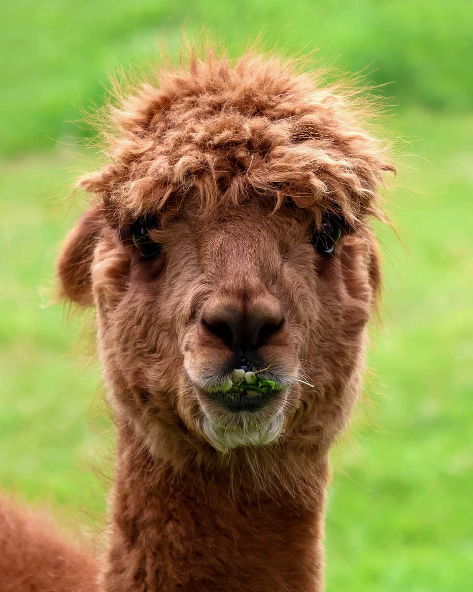 An alpaca on an alpaca walking tour near Helsinki Finland