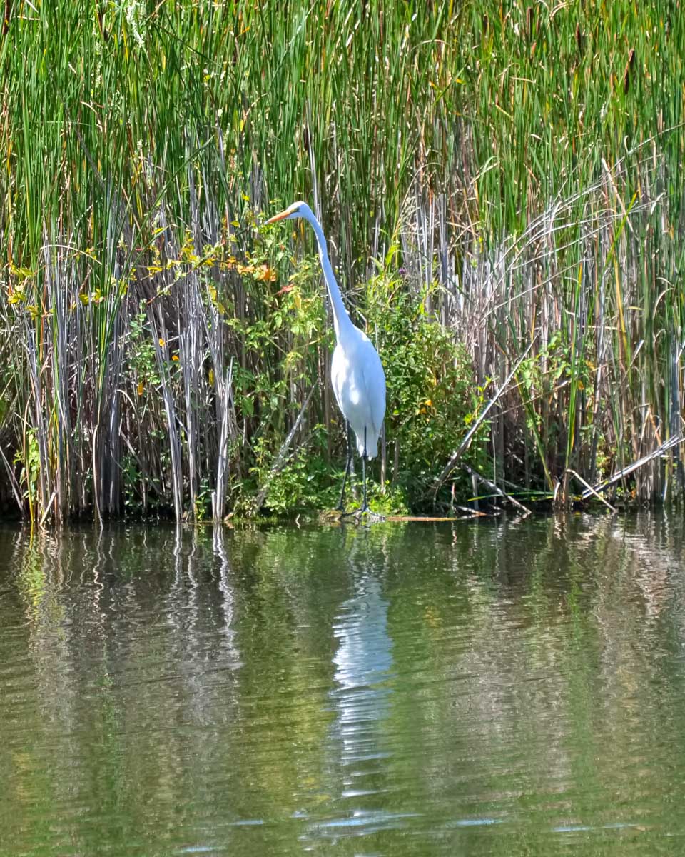An-egret-bird-spotted-on a Corroboree Billabong cruise from Darwin Australia