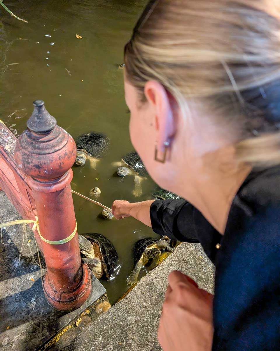 Bailey feeds snapping turtles on a tuk tuk night tour in Bangkok Thailand (13)