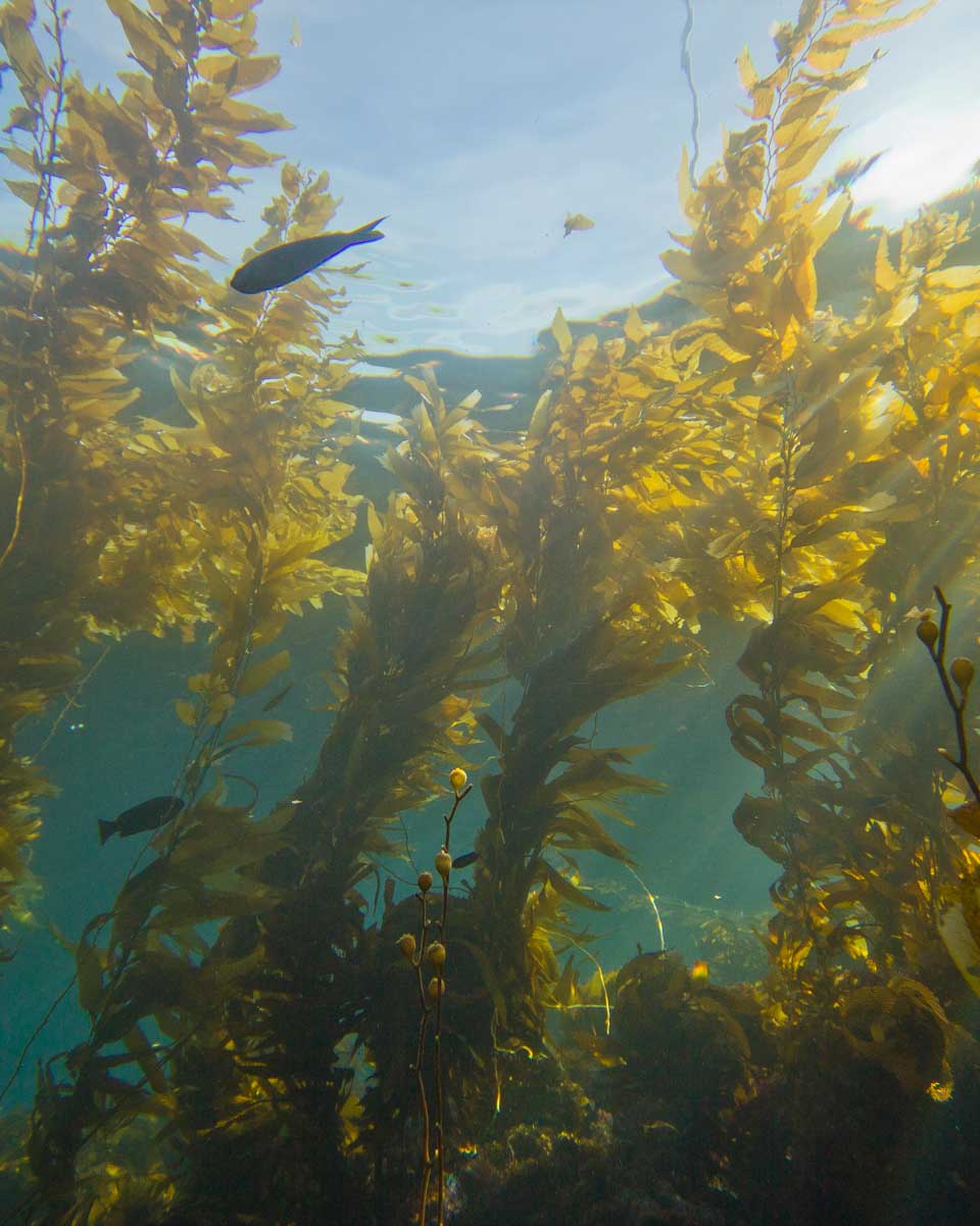 Giant kelp seen on a submarine tour on Catalina Island California