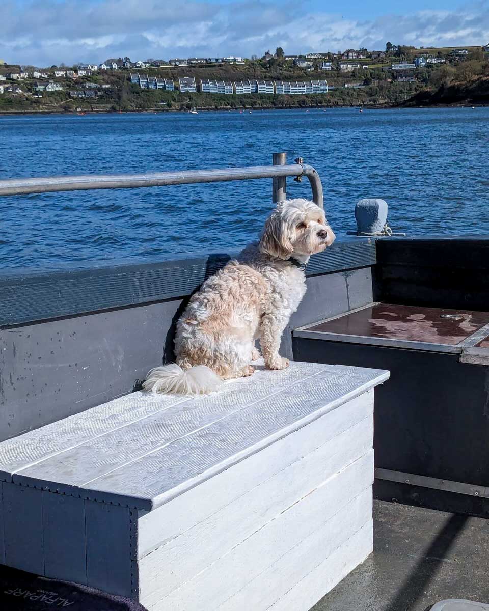 Kinsale Wellness on Water a dog seen on the boat cruise tour in Cork Ireland