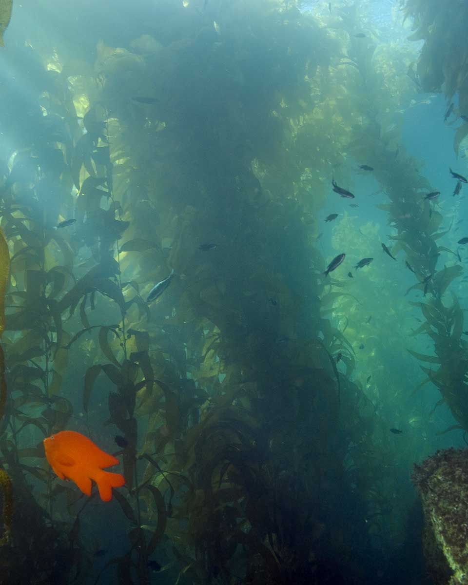 Photo of a giant kelp forest during an immersive ocean movie on Catalina Island California