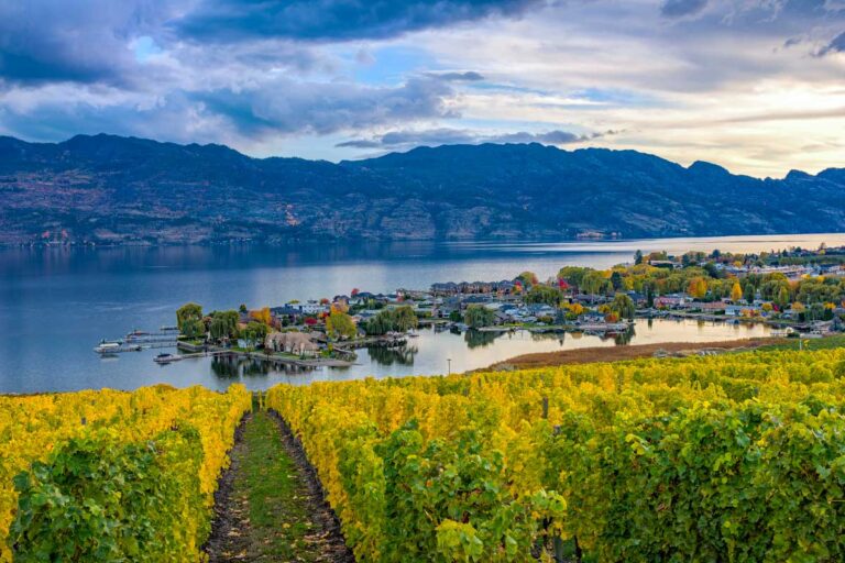 Vineyard Overlooking Okanagan Lake Kelowna BC Canada