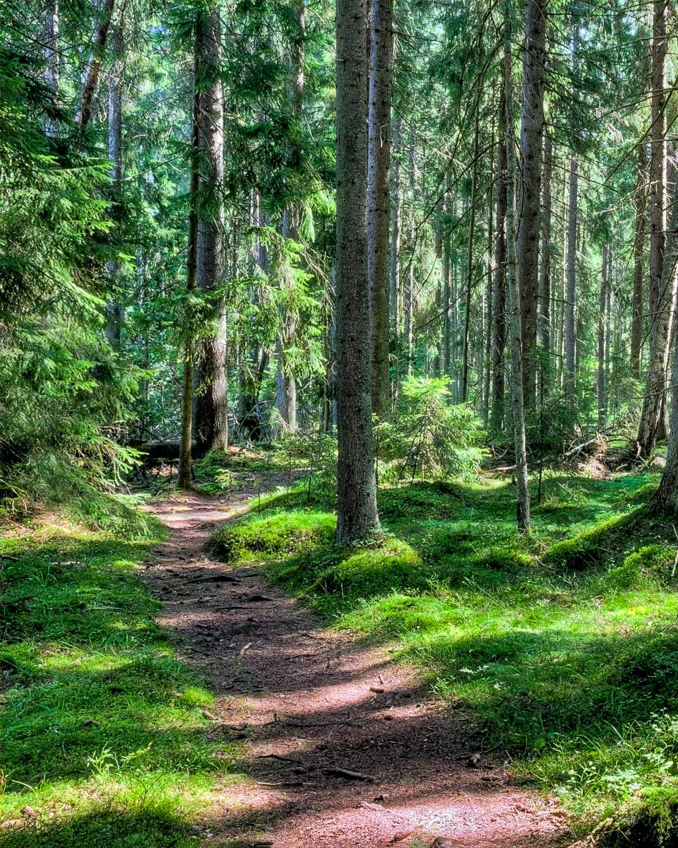 The forest near Helsinki Finland on an alpaca walking tour