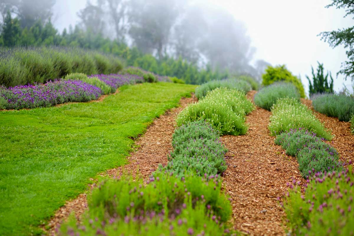 Ali‘i Kula Lavender Farm on Maui Hawaii