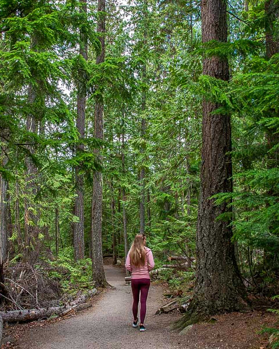 Bailey-hikes-through-the-forest-near Lucerne Switzerland