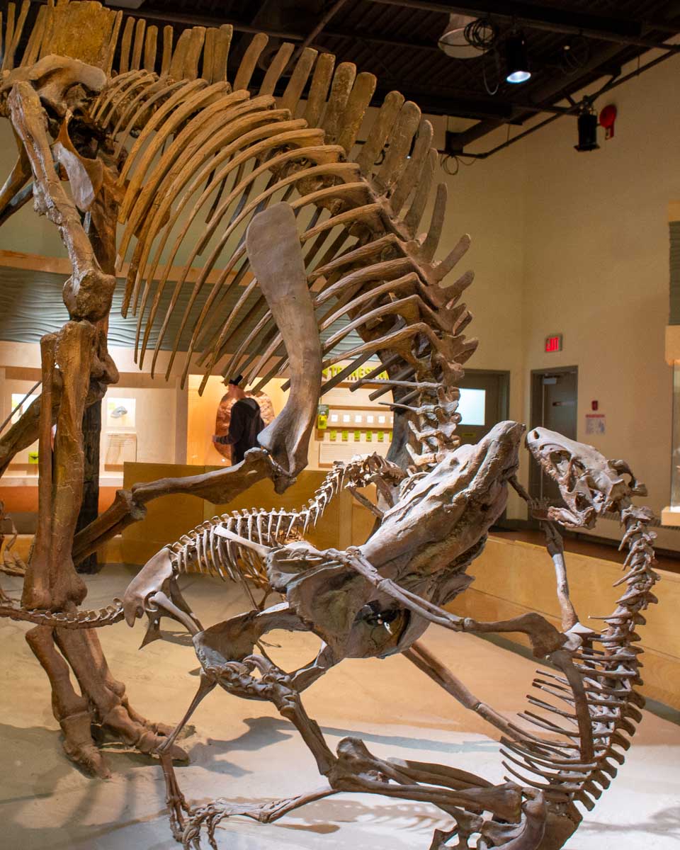 Dinosaur-fossil-at-the-Royal-Tyrrell-Museum-in-Drumheller-on a tour from Calgary Alberta