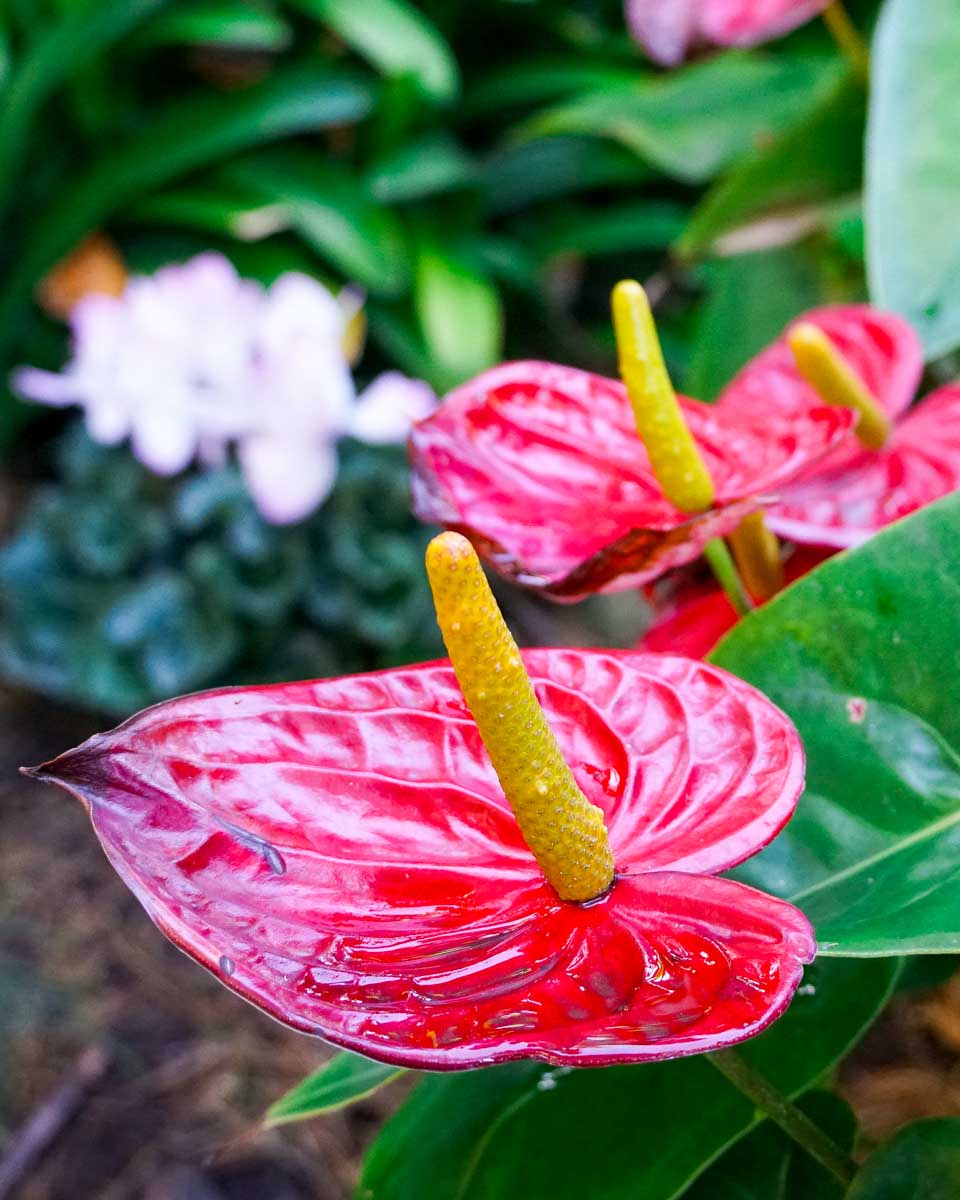 Flowers at Limahuli Gardens in Kauai Hawaii