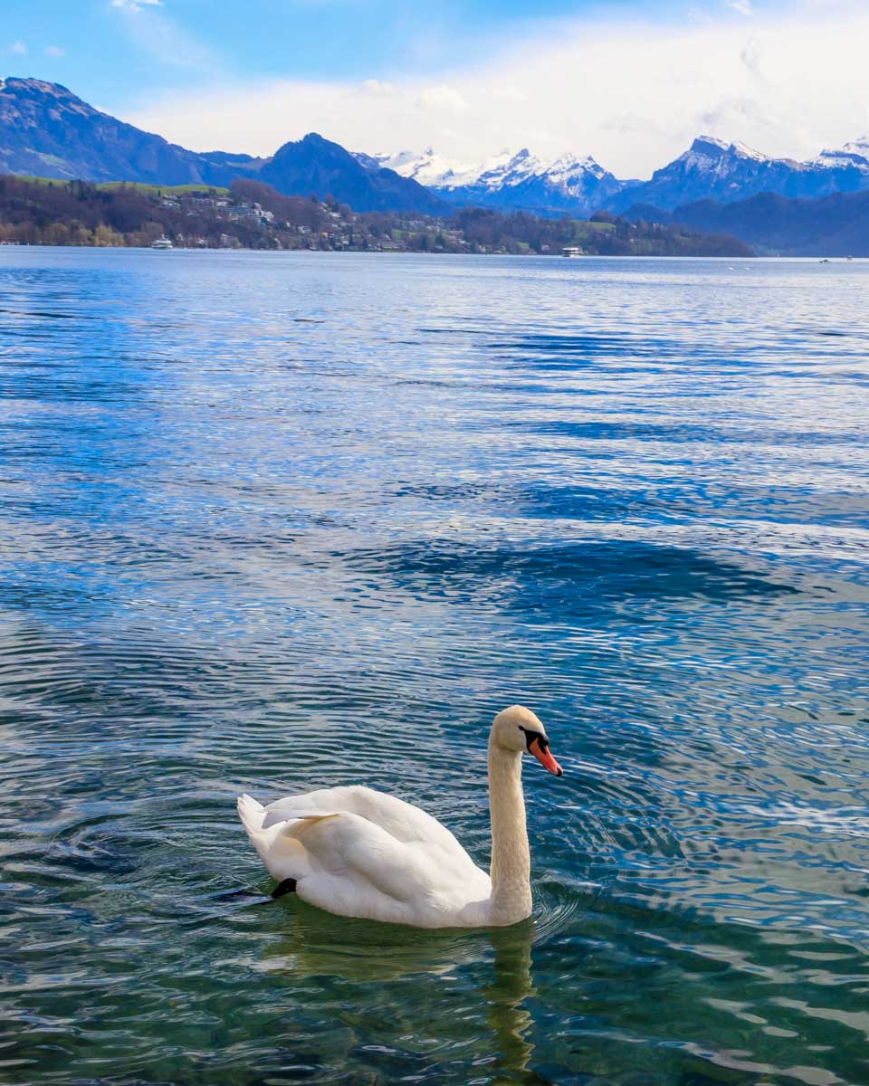 Lake Lucerne Waterfront in Lucerne Switzerland (1)