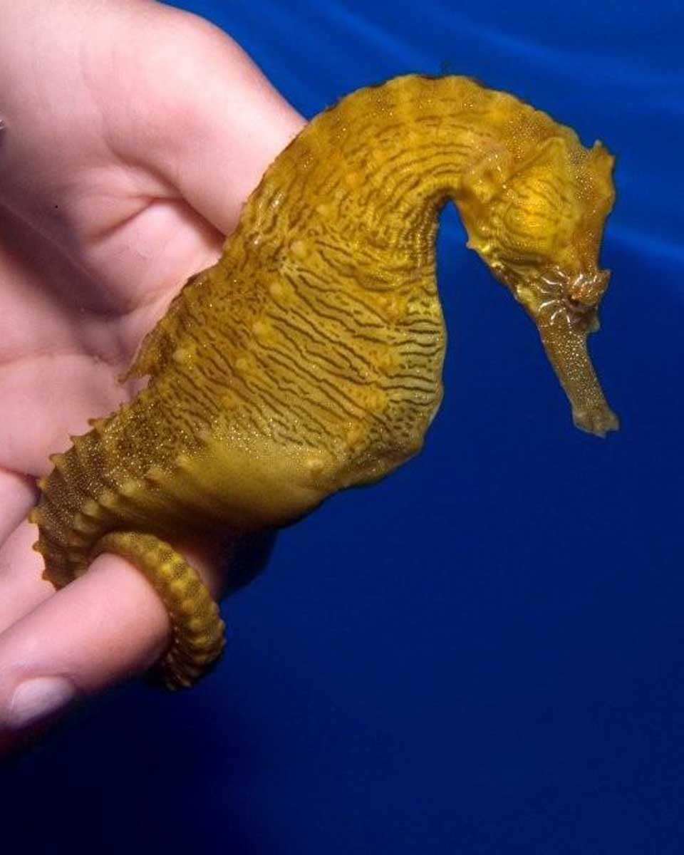 Ocean Rider Seahorse Farm & Seahorse Hawaii Foundation on Big Island Hawaii