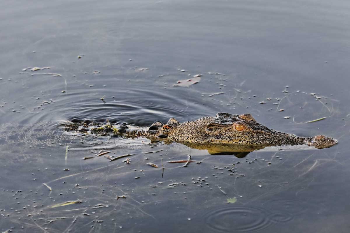 A-crocodile-seen on a cruise on a tour from Cairns Australia