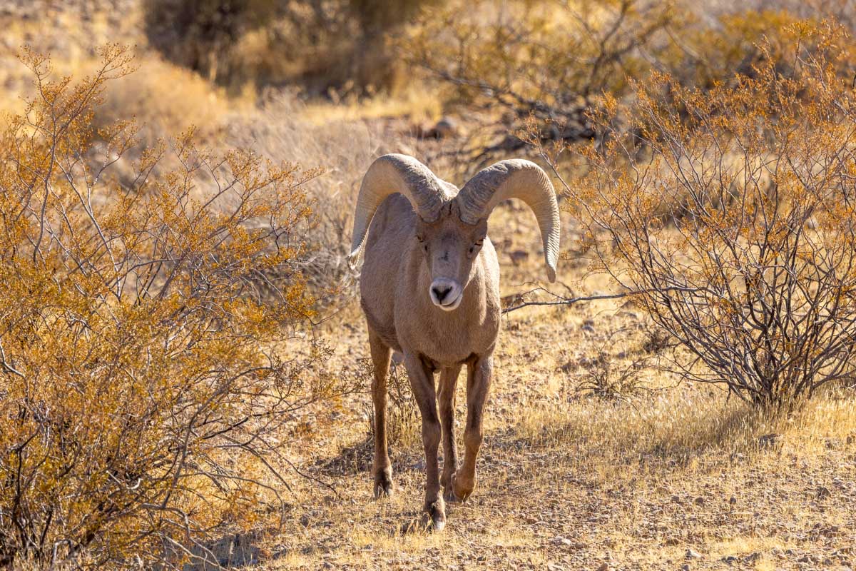 A desert bighorn sheep seen on a 4x4 tour of Joshua Tree National Park near Palm Springs California