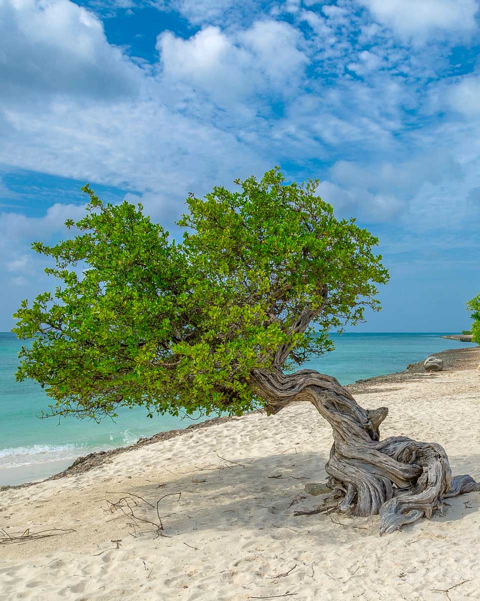 A divi divi tree seen on Eagle Beach on Aruba 1