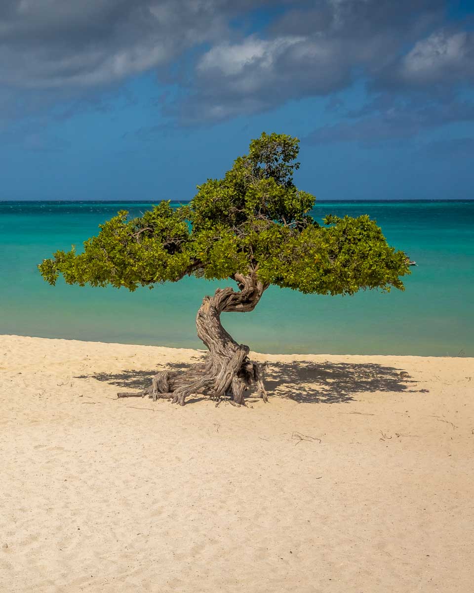 A divi divi tree seen on Eagle Beach on Aruba